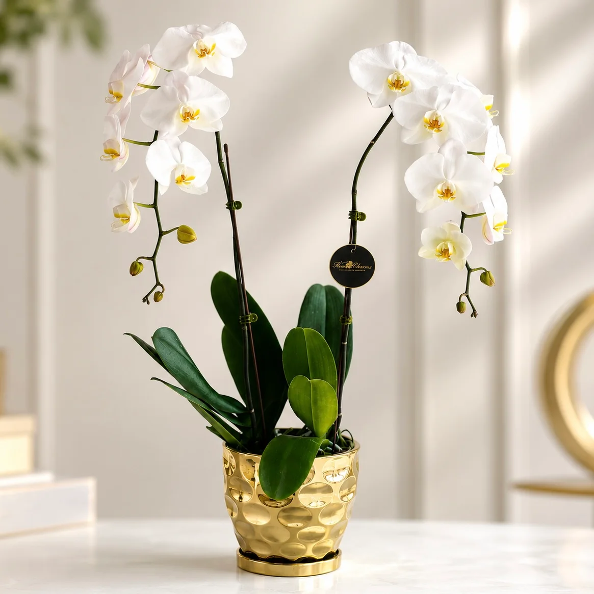 Luxury 2-Stem White Phalaenopsis Orchid in Golden Pot with elegant white blooms